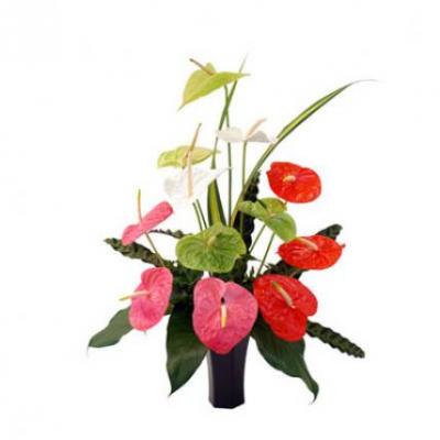 Mixed Anthurium in Vase