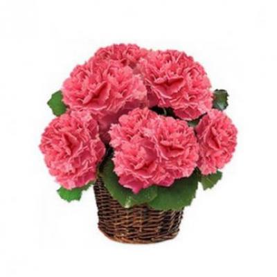 Pink Carnation Basket