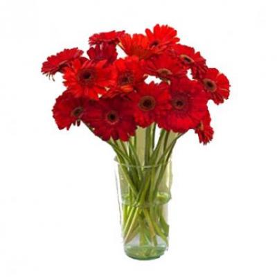 Red Gerbera Vase