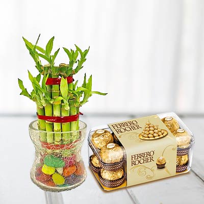 Lucky Bamboo With Ferrero Rocher