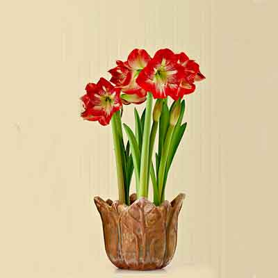 Amaryllis Flowers Plants