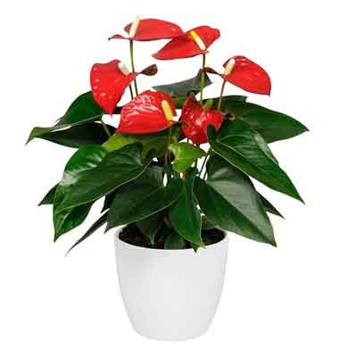 Anthurium Flowers