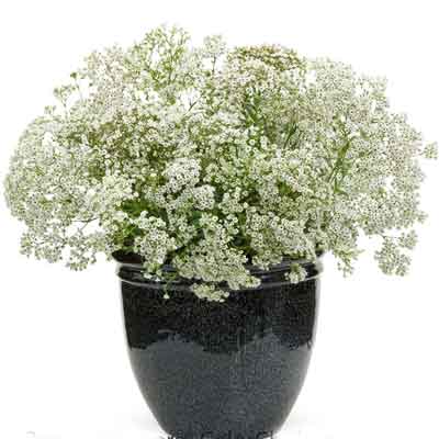 Babys Breath Flowers Plant