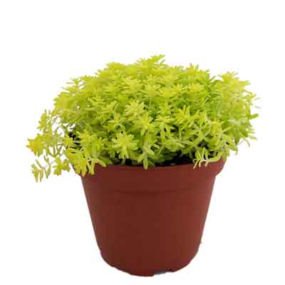 Sedum Flowers Plant