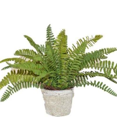 Sword Fern Flowers Plant