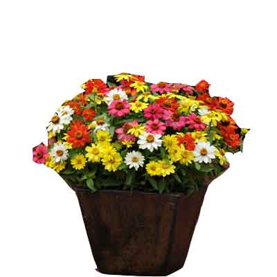 Zinnia Flower Plant