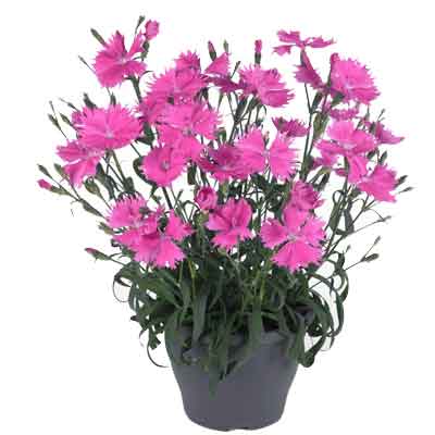 Dianthus Flowers Plant