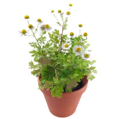 Feverfew Flowers Plant