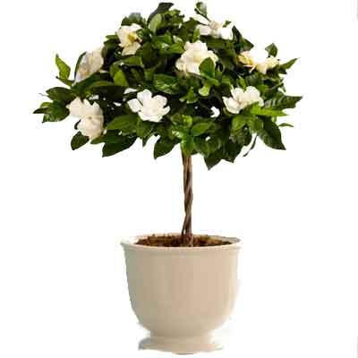 Gardenia Flowers Plant