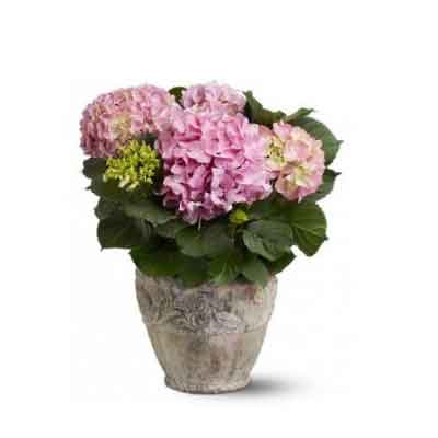 Hydrangeas Flowers Plant