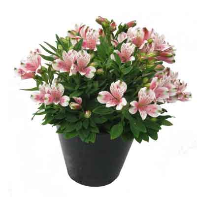 Peruvian Lilies Flowers Plant