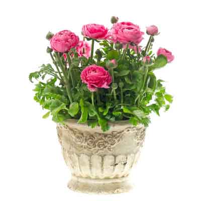 Ranunculus Flowers Plant